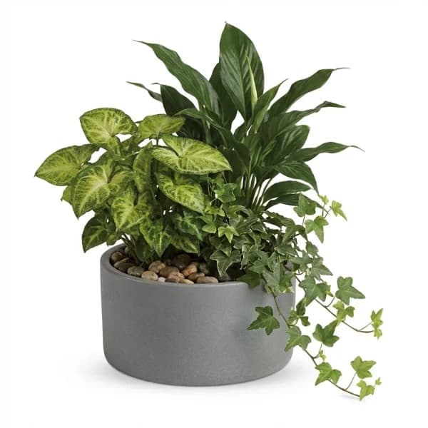 Canopy Botanic Dish Garden