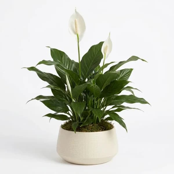 Beloved Desire Plant