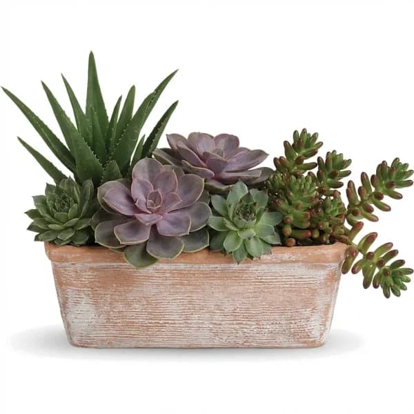 Mesa Glow Succulent Garden